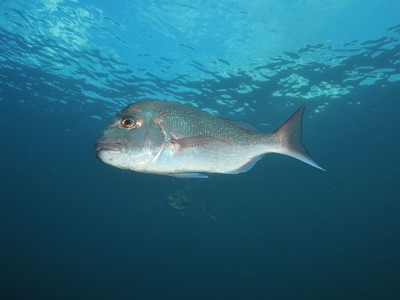 Snapper swimming in the water