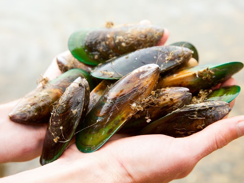Mussels