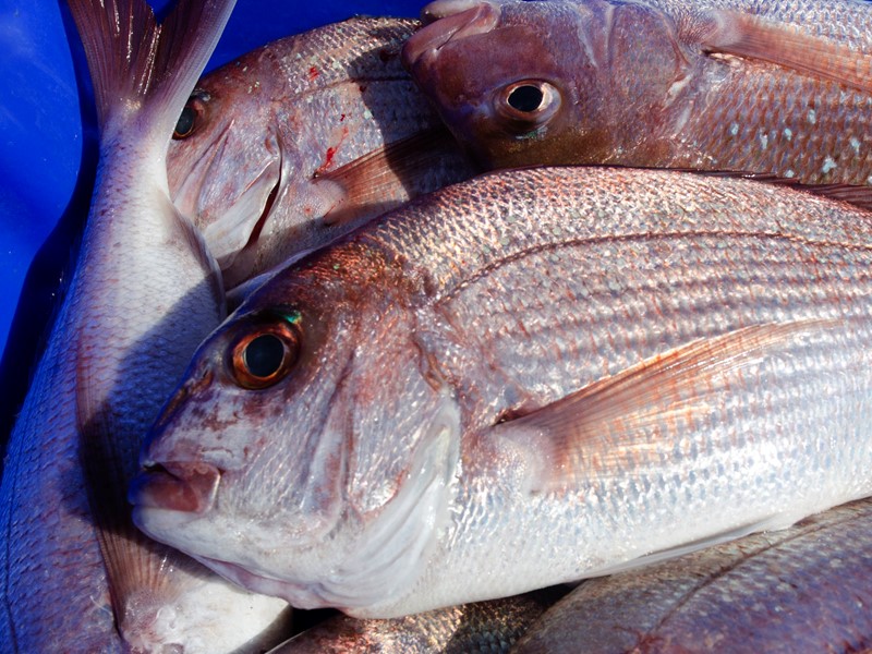 Snapper