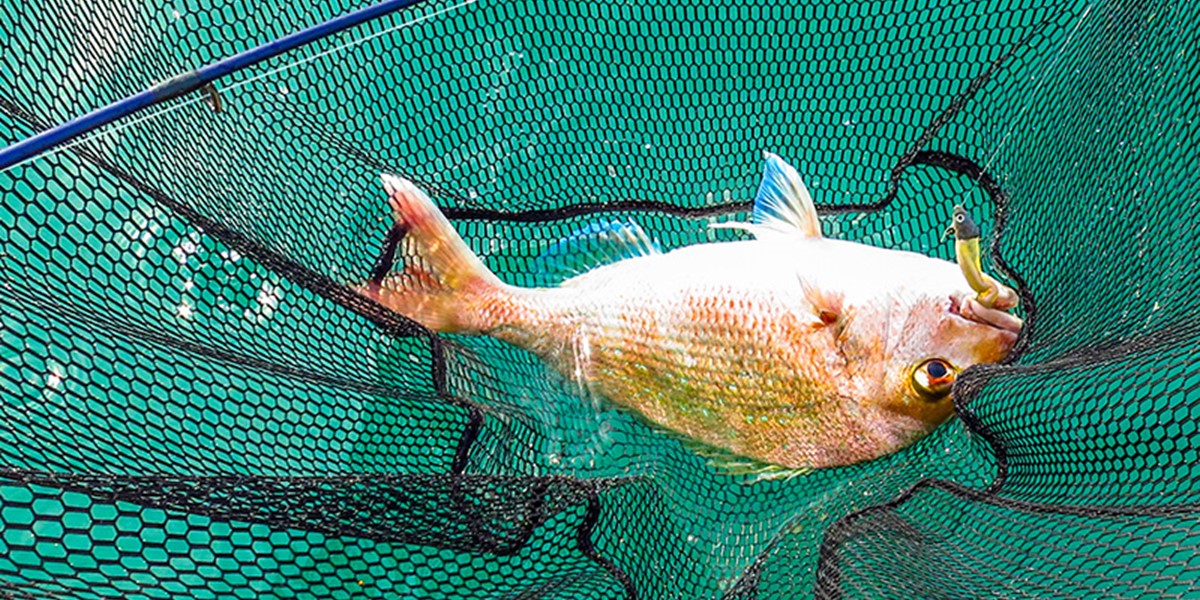 How to catch fish using softbaits